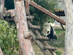-武汉动物园