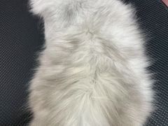 -唐小姐の私宠·宠物洗护美容·撸猫馆·购宠(周浦万达旗舰店)