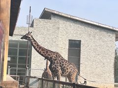 -石家庄市动物园