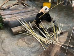 -海南热带野生动植物园