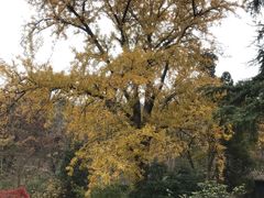 -镇江市南山风景名胜区竹林景区
