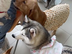 -怪兽屋·羊驼·猫咖·狗咖(俊华广场店)