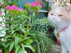 -NLFS1983咖啡花园餐厅(锦桂店)