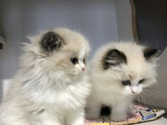 -东方名猫馆·英短金渐层布偶猫舍(环线广场1号楼店)