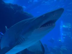 -成都浩海立方海洋公园