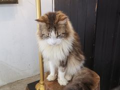 -more than meow吴止猫主题餐厅(承德 中船汇店)