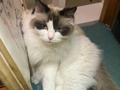 -猫小院猫主题餐厅(南锣旗舰店)