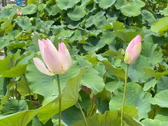 -莲花池公园
