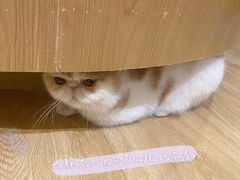 -滚猫咖啡·猫咖·猫友好撸猫(未来城店)
