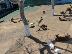 -西霞口神雕山野生动物世界