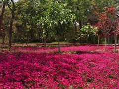 -大兴滨河森林公园