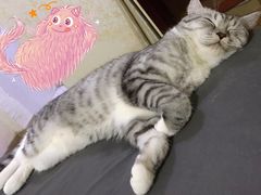 -瑞鹏宠物医院·骨科·猫科·内科(第一中心)