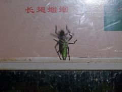 -上海昆虫博物馆