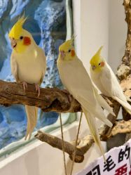 -Zoolung Zoolung动物主题公园(海信广场店)