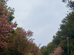 -铁山坪森林公园