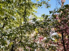 -长白岛森林公园