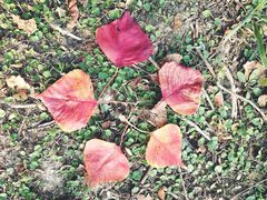 -白塘生态植物园