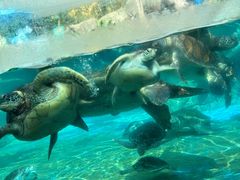 -海合安成都极地海洋公园
