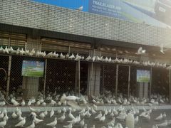 -绵阳人民公园(涪城区)