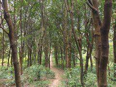 -风云岭森林公园