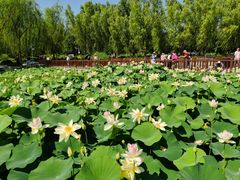 -莲花池公园