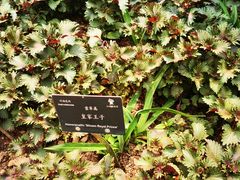 -深圳仙湖植物园