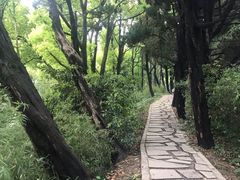 -嘉定紫藤园