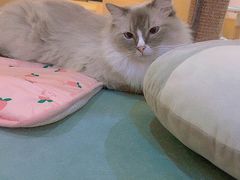 -滚猫咖啡·猫咖·猫友好撸猫(未来城店)
