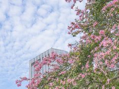 -溪岸路花鸟市场