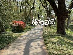 -紫金山山顶公园