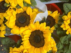 -循礼门鲜花花市(武汉循礼门店)