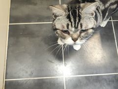 -米苏动物医院·犬猫专科·骨科外科内窥镜