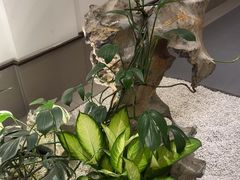 -梅花香里大酒店(郁金香路店)