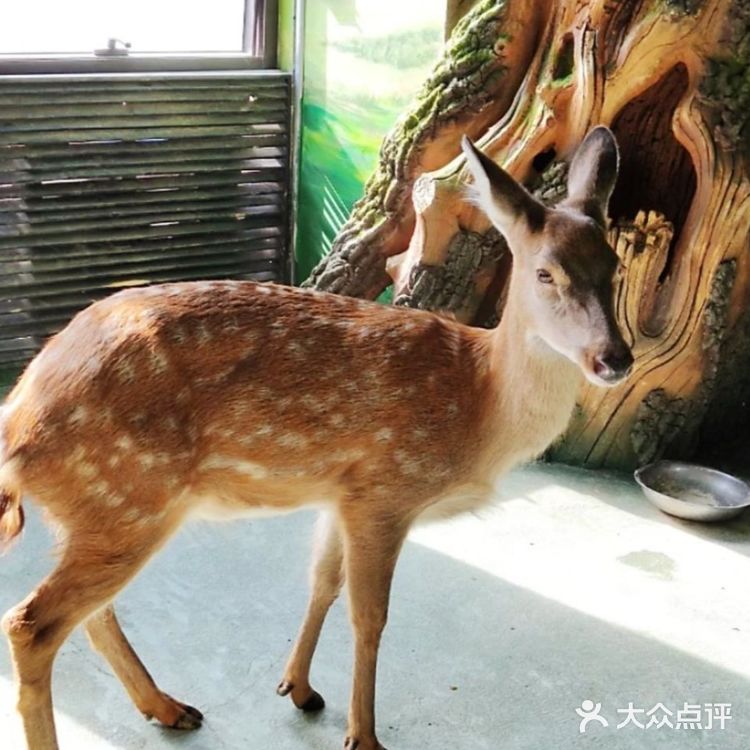 六一放电|可以和动物亲密接触的亲子乐园|团购价好划算～[礼花]