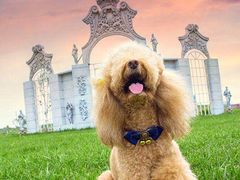 -超宠爱宠物摄影-Super pet