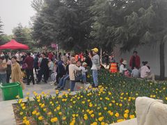 -洛阳郁金香牡丹园