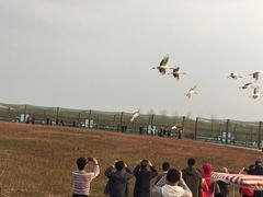 -盐城丹顶鹤湿地生态旅游区