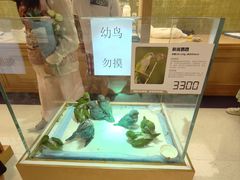 -帕帕拉兹宠物(亚洲旗舰店)