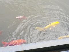 -景德镇中国陶瓷博物馆西山湖凯莱度假酒店