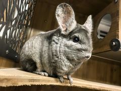 -爱侣宠医·鹦鹉专科·小型哺乳类·异宠专科(灵石路店)