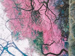 -杭州植物园
