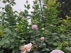 -人民公园(罗湖区)