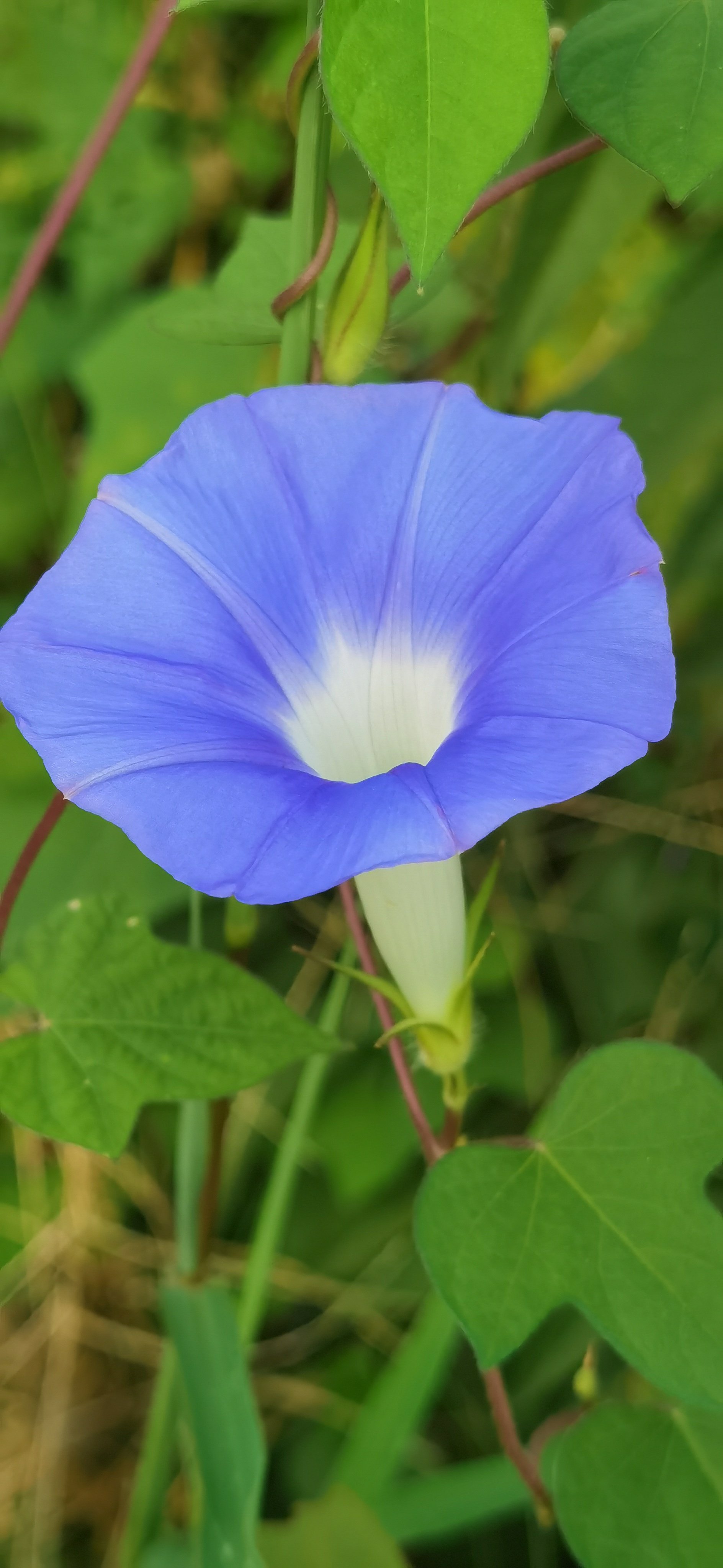 喇叭花的特点牵牛花图片