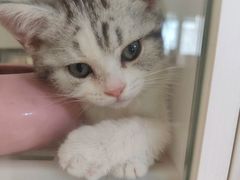-lincat·猫舍(广州店)