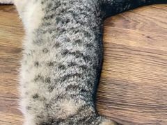 -美联众合动物医院(·中兽医·疑难杂症·严家桥分院)