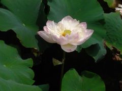 -荷塘月色湿地公园·向阳花洲