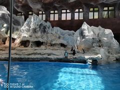 -帝企鹅自助餐厅•儿童岛•真企鹅(长隆企鹅酒店)