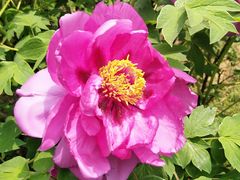 -洛阳郁金香牡丹园