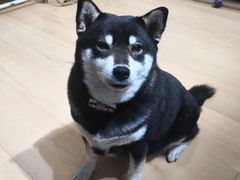 -是阿柴呀！柴犬咖啡·爱喵喵猫咖