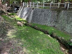 -神户市立六甲山牧场